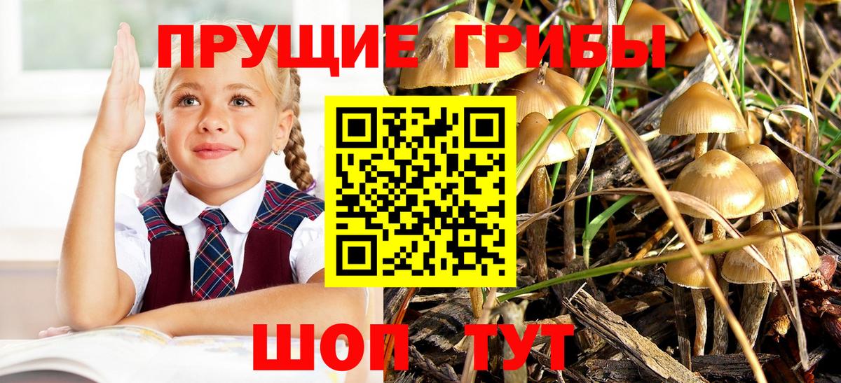 Галлюциногенные грибы Psilocybe Реутов